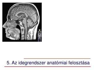 5. Az idegrendszer anatómiai felosztása