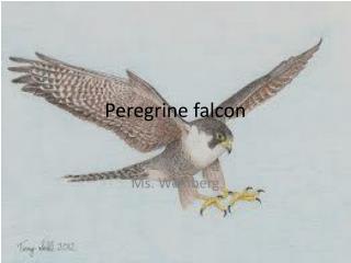 Peregrine falcon