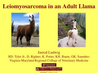 Leiomyosarcoma in an Adult Llama