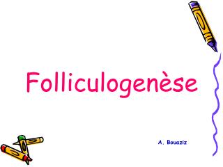 Folliculogenèse