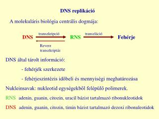 DNS replikáció