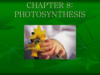CHAPTER 8: PHOTOSYNTHESIS