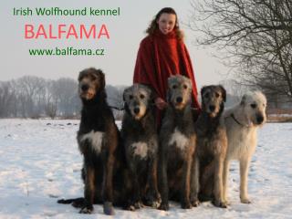 Irish Wolfhound kennel BALFAMA balfama.cz