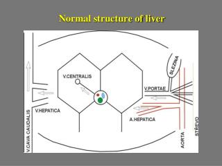 Normal structure of liver