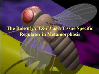 The Role of ßFTZ-F1 as a Tissue Specific Regulator in Metamorphosis