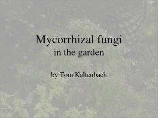 Mycorrhizal fungi in the garden