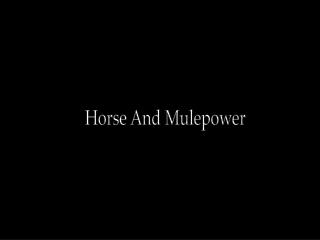 Horse And Mulepower