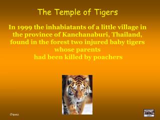 The Temple of Tigers