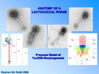 ANATOMY OF A LACTOCOCCAL PHAGE