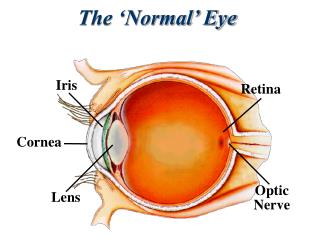 The ‘Normal’ Eye