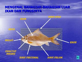 MENGENAL BAHAGIAN-BAHAGIAN LUAR IKAN DAN FUNGSINYA