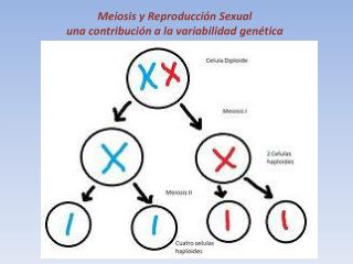 Meiosis y Reproducción Sexual una contribución a la variabilidad genética