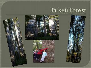 Puketi Forest