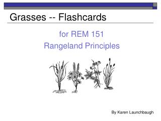 Grasses -- Flashcards