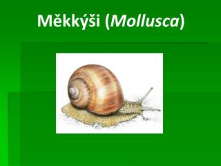 Měkkýši ( Mollusca )