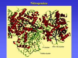 Nitrogenáza