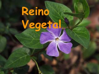 Reino Vegetal