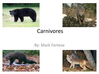 Carnivores
