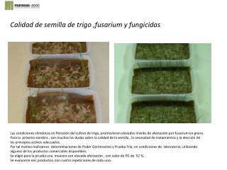 Calidad de semilla de trigo ,fusarium y fungicidas