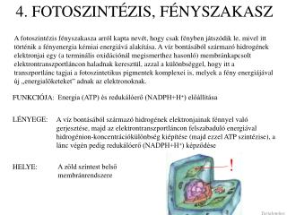 4. FOTOSZINTÉZIS, FÉNYSZAKASZ