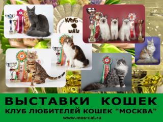 Выставки КЛК &quot;Москва&quot; в 2012-2014 гг .