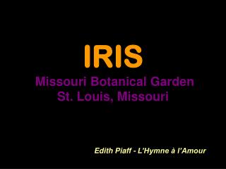 IRIS Missouri Botanical Garden St. Louis, Missouri