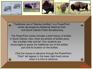 “Traditional use of Tatanka (buffalo)” is a PowerPoint