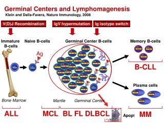 Germinal Centers and Lymphomagenesis