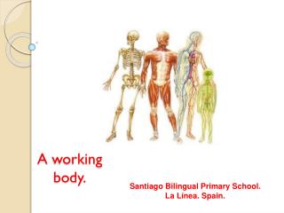 A working body .