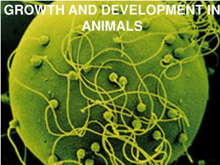 GROWTH AND DEVELOPMENT IN ANIMALS