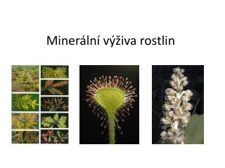 Minerální výživa rostlin