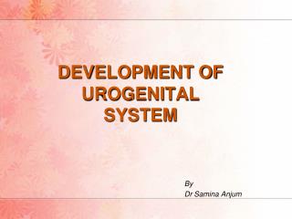DEVELOPMENT OF UROGENITAL SYSTEM