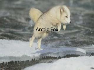 Arctic Fox