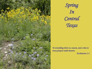 Spring In Central Texas