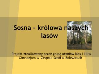 Sosna - królowa naszych lasów