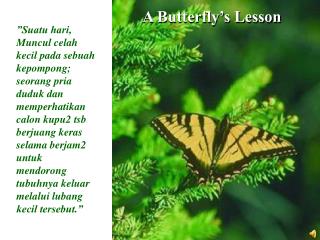 A Butterfly’s Lesson