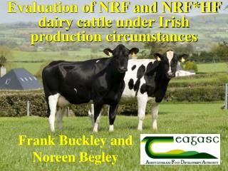 Evaluation of NRF and NRF*HF dairy cattle under Irish production circumstances