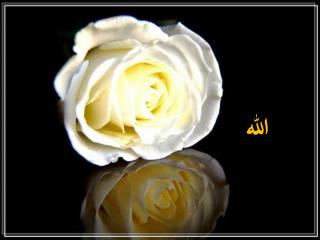 الله