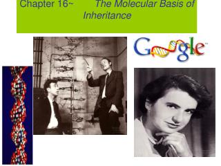 Chapter 16~	 The Molecular Basis of Inheritance