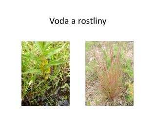 Voda a rostliny