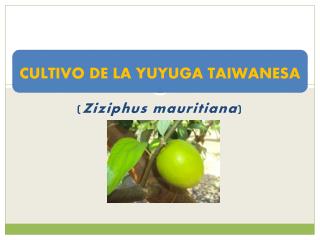 CULTIVO DE LA YUYUGA TAIWANESA