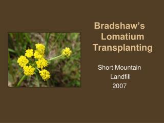 Bradshaw’s Lomatium Transplanting Short Mountain Landfill 2007