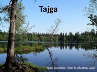 Tajga