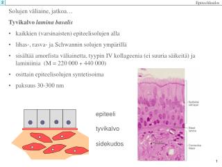 Solujen väliaine, jatkoa… Tyvikalvo lamina basalis kaikkien (varsinaisten) epiteelisolujen alla