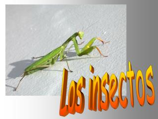 Los insectos