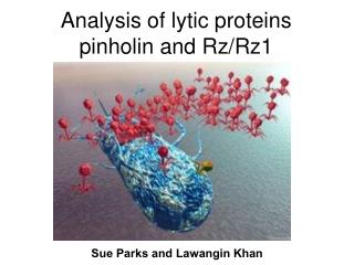 Analysis of lytic proteins pinholin and Rz/Rz1