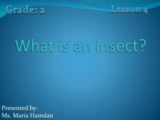 What is an insect?