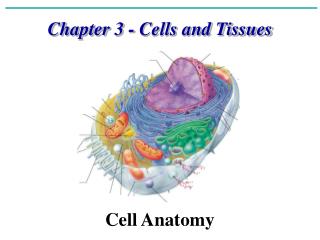 Chapter 3 - Cells and Tissues Cell Anatomy