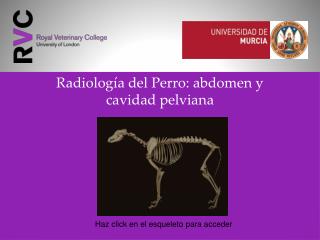 Radiología del Perro: abdomen y cavidad pelviana