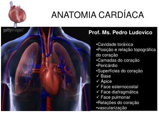 ANATOMIA CARDÍACA